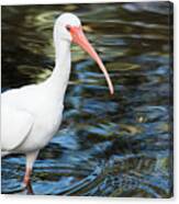 Ibis In The Swamp Canvas Print