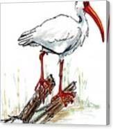 Ibis On A Perch Canvas Print