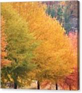 October Trees Canvas Print