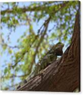 Iguana Climbing Up A Tree Trunk Canvas Print