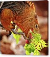 Iguana Lunch Canvas Print