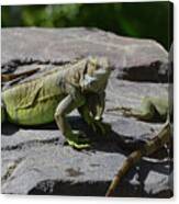 Iguana Perched On A Rock In The Sun Canvas Print