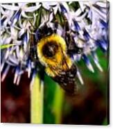 I'll Bee Back Canvas Print