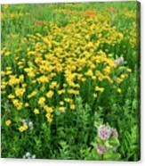 Illinois Prairie Wildflowers Canvas Print