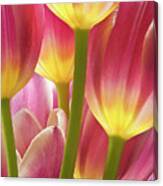Illumined Tulips Canvas Print
