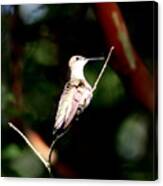 Img_3913-002 - Ruby-throated Hummingbird Canvas Print