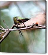 Img_6108-001 - Ruby-throated Hummingbird Canvas Print