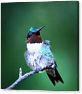 Img_6507-004 -  Ruby-throated Hummingbird Canvas Print