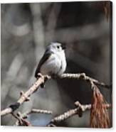 Img_7022-005 - Tufted Titmouse Canvas Print