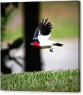 Img_9193-001 - Red-headed Woodpecker Canvas Print