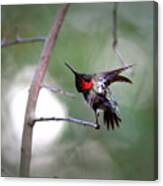 Img_9687 - Ruby-throated Hummingbird Canvas Print