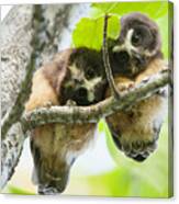Impossibly Cute Owl Fledglings Canvas Print