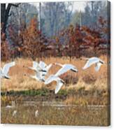 In Flight Canvas Print