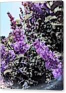 In #lilacs Heaven / в Canvas Print