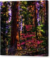In The Giant Forest Canvas Print