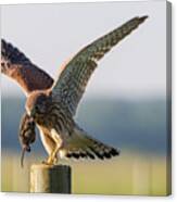 In The Kestrel's Beak Canvas Print