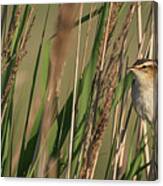 In The Reeds Canvas Print