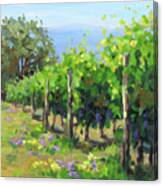 In The Vineyard Canvas Print