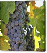 In The Vineyard Canvas Print