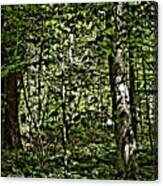 In The Woods Wc Canvas Print