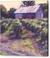 In Wine Country Canvas Print