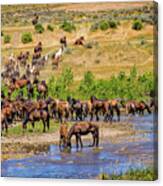 Indian Horse Roundup 4 Canvas Print