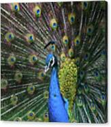 Indian Peacock With Tail Feathers Up Canvas Print