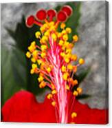 Inside Out Of The Hibiscus Canvas Print