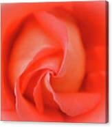 Inside The Rose Canvas Print