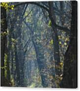 Into The Wood Canvas Print