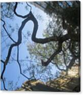 Inverted Tree Over Lisbon Canvas Print