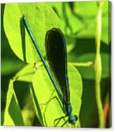 Iridescent Green And Blue Dragonfly Canvas Print