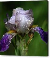 Iris After The Rain 1409 H_2 Canvas Print