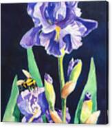 Iris And Bees Canvas Print