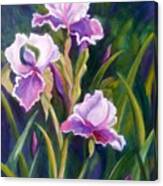 Iris Gardens Canvas Print