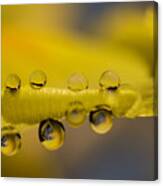 Iris Petal With Water Drops Canvas Print