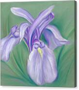 Iris Purple Canvas Print