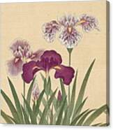 Irises And Moth Canvas Print