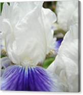 Irises Flowers Art Print Gifts White Purple Iris Flower Canvas Print