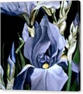 Irises In Blue Canvas Print