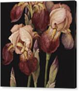 Irises Canvas Print