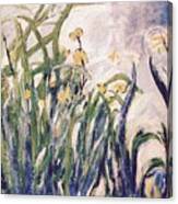 Irises Revisited Canvas Print