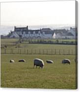 Irish Sheep Farm Canvas Print