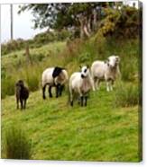 Irish Sheep Grazing Canvas Print