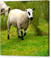 Irish Sheep Canvas Print