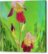 Irresistible Iris Canvas Print