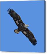 Isolated Juvenile American Bald Eagle 2016-1 Canvas Print