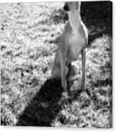 Italian Greyhound And Shadow In Black And White Canvas Print