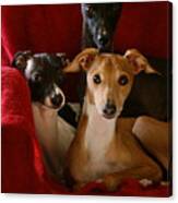 Italian Greyhound Brothers Canvas Print