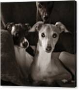 Italian Greyhound Trio In Black And White Canvas Print